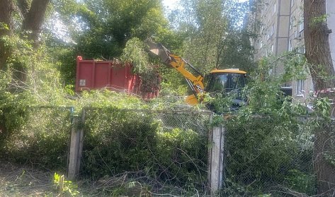 В детских садах ликвидированы аварийные деревья